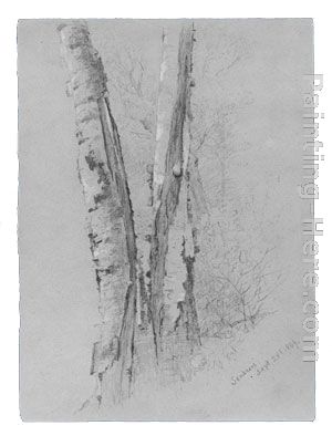 Study of Birch Trunks (Scribners') painting - Jervis McEntee Study of Birch Trunks (Scribners') art painting